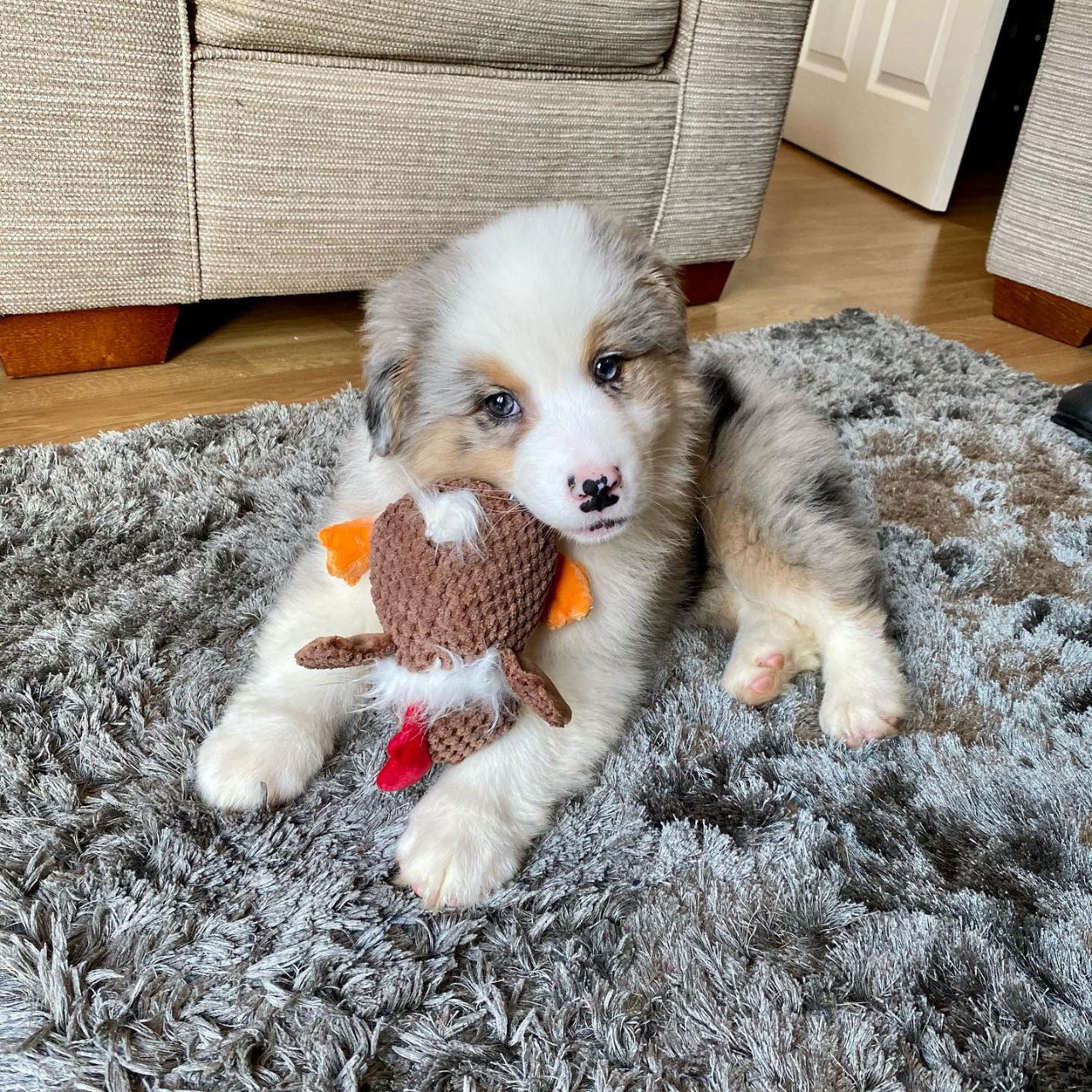 Morlich - Australian Shepherd Puppy (photo 1 of 7)